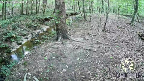 CamoCritter Critter Cam Live Stream