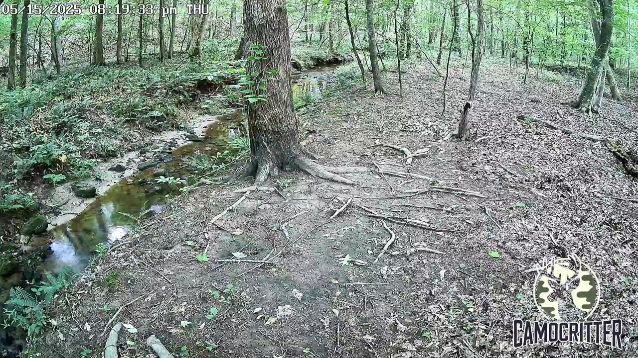 CamoCritter Critter Cam Live Stream