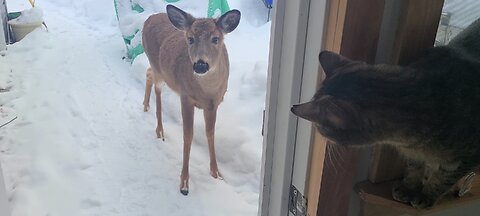 Deer shows up with friends