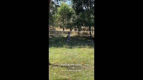 Kangaroo watching everyone pass by on the golf course