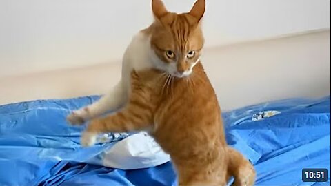 Default cat behavior 😹 Funny Cats Videos 2025