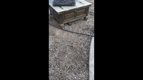 Feisty Pups 8/19/25
