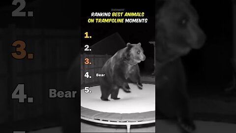 Ranking Best Animals On Trampoline Moments
