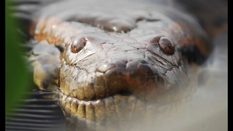 Why You Should NEVER Be Alone in the Amazon, Besides Anaconda!