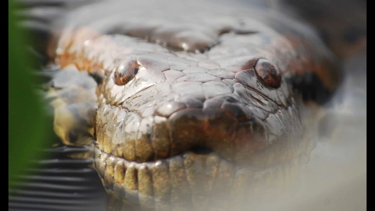 Why You Should NEVER Be Alone in the Amazon, Besides Anaconda!