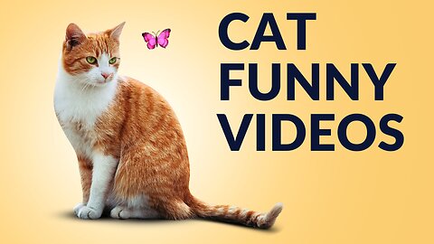 Funny cats videos | Orange Cats | Funny videos