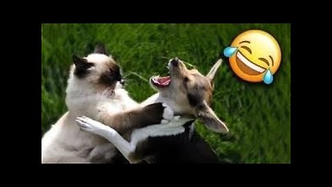 Epic Animal Fails That Will Make You LOL! 😂