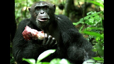 An Overview Of Nutritional Ketosis