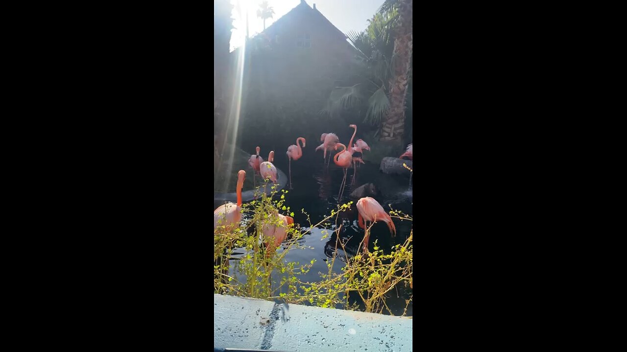 Flamingos… in arizona…?!?