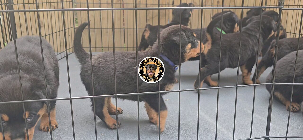 Pups At Doney Uno Rotties.