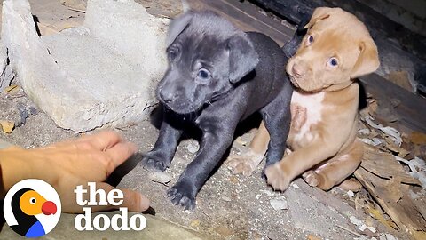 Woman Follows A Stray Pittie And Finds So Many Puppies Hiding | The Dodo