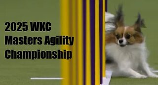 2025 WKC MASTER AGILITY DAWG CHAMPS!