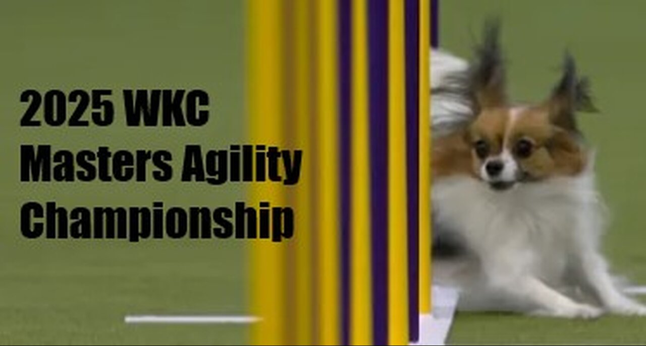 2025 WKC MASTER AGILITY DAWG CHAMPS!