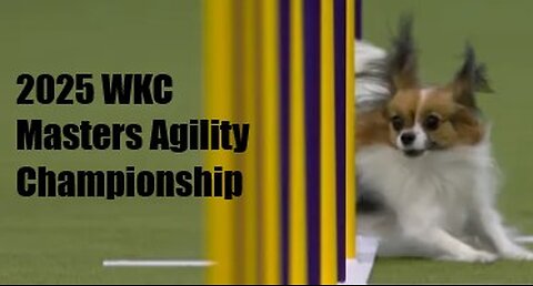 2025 WKC MASTER AGILITY DAWG CHAMPS!