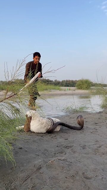 Man Resque Goat | Learn Humanity