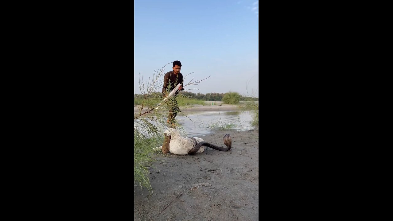 Man Resque Goat | Learn Humanity