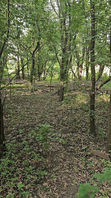 A Child's Soul Lost in the Woods