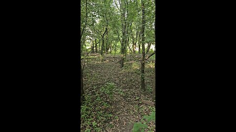 A Child's Soul Lost in the Woods