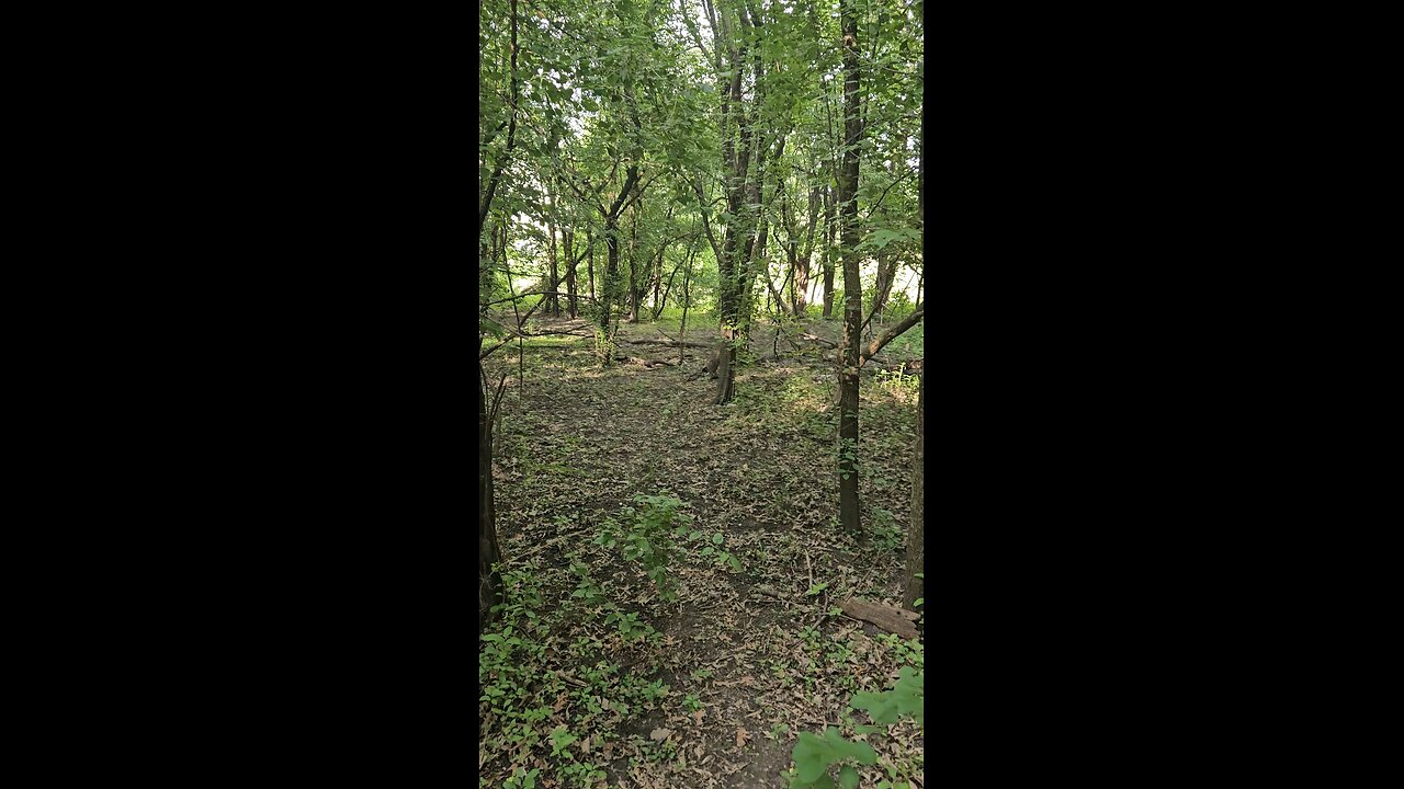 A Child's Soul Lost in the Woods