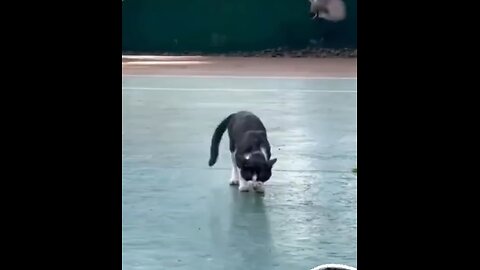 I'm too good for this bird🐈😃🕊️
