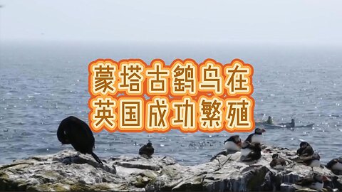 蒙塔古鹞鸟在英国成功繁殖