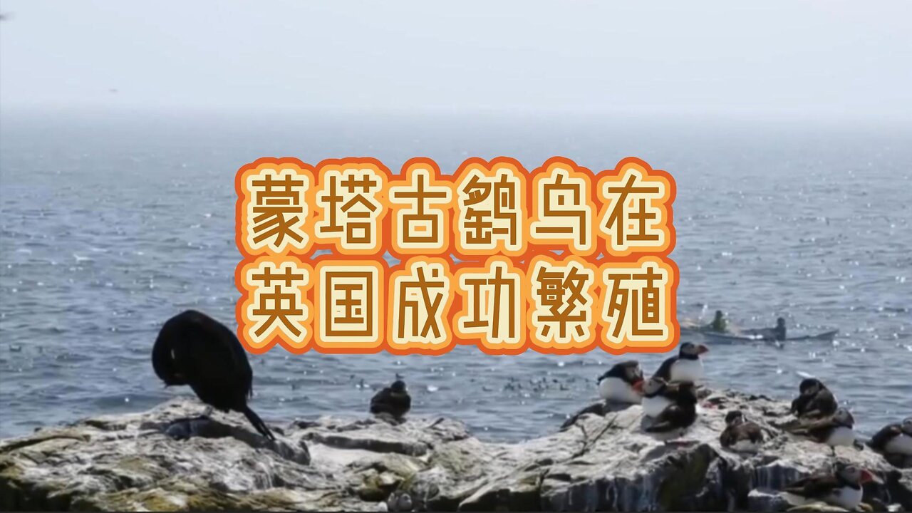 蒙塔古鹞鸟在英国成功繁殖