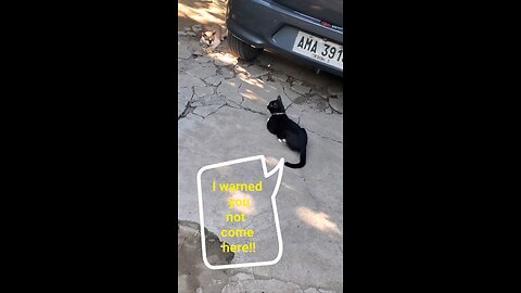 my mean cat leo
