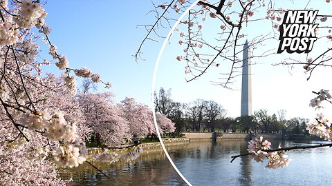 DC cherry blossoms are almost in peak bloom — here are the best ways to see them