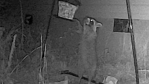 Raccoons Love Low-Hanging Birdfeeders