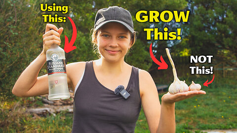 Plant Garlic Like a Pro: The Must-Know Trick for Massive Yields!