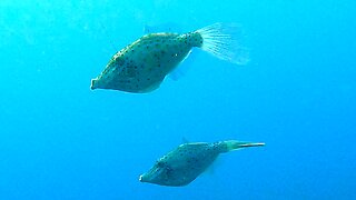 Scrawled filefish are beautiful and bizarre