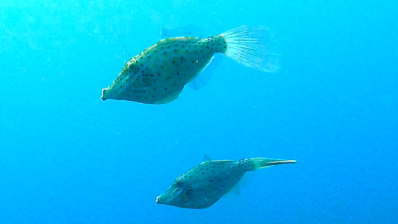 Scrawled filefish are beautiful and bizarre