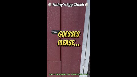 🥚 Today’s Egg Check! 🥚 🐔 #shorts
