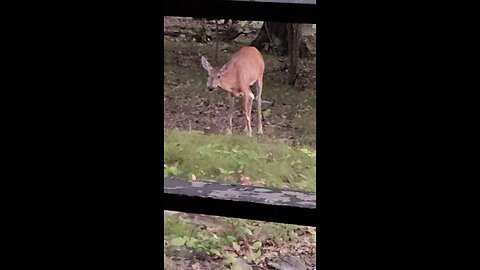 My Doe loves the watermelon rinds