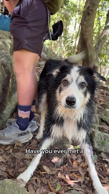 Meet Dutch Dog Who Accompanies Hikers & Brings Joy & Happiness😍
