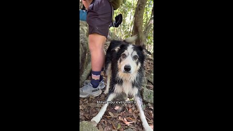 Meet Dutch Dog Who Accompanies Hikers & Brings Joy & Happiness😍