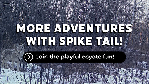 More Of Spike Tail