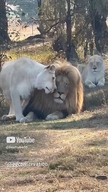 A Love Story: Tigress Admires Her King