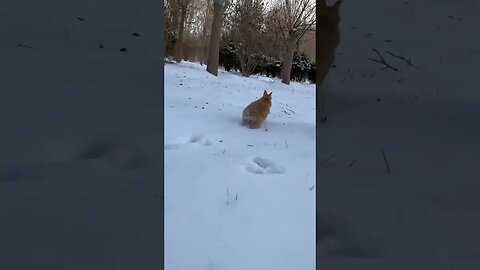 Jumping around so cute and adorable rabbit
