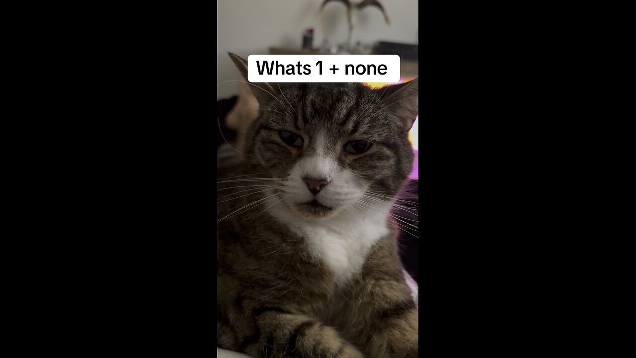 Cats being dumb