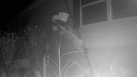Raccoon Breaks Bird Feeder