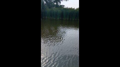 Gump and I fish a farm pond in Nebraska. Part 3