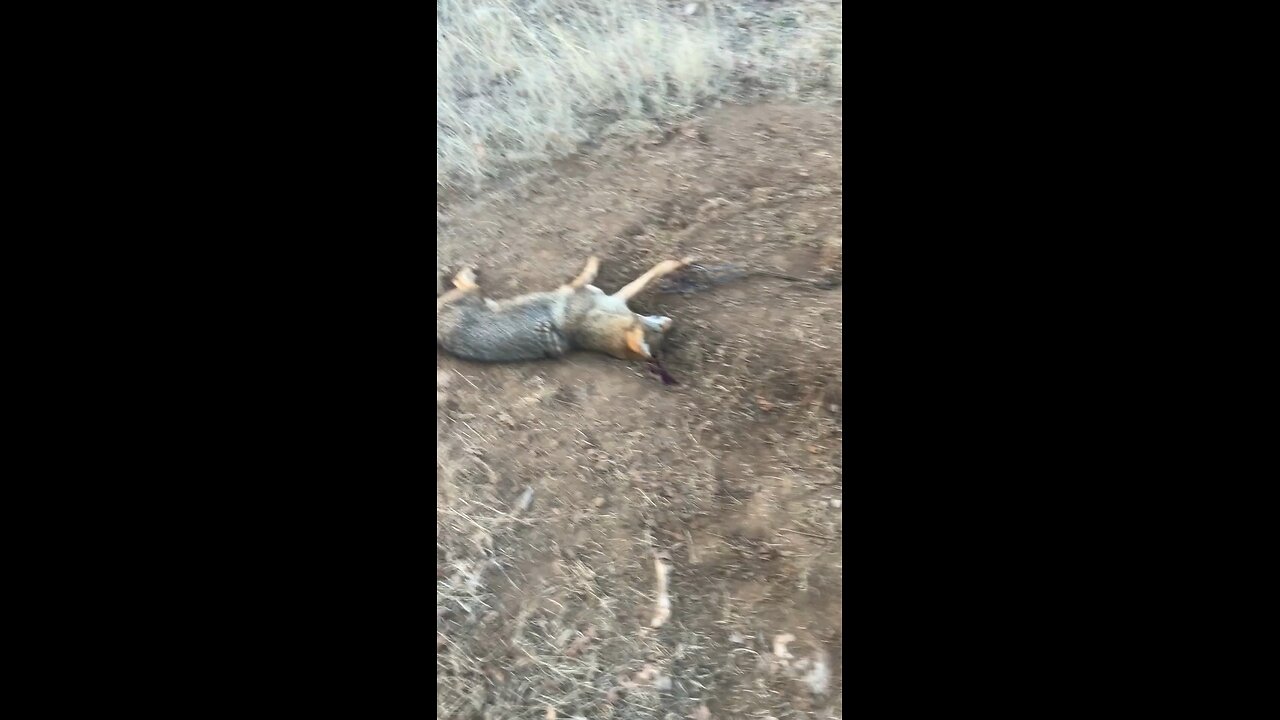 First Coyote trapped on public land in Wise County