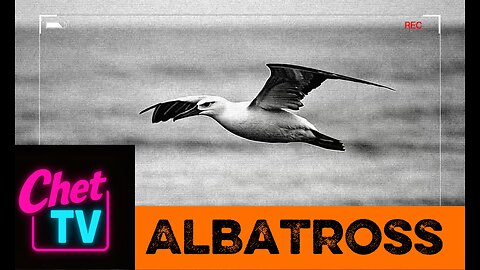 Albatross Music Video 2025