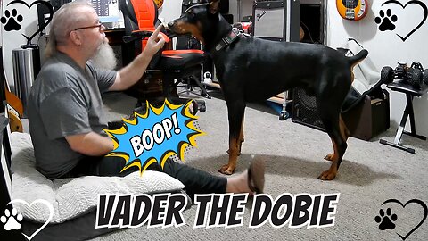 Doberman Ambush — Cute Turns Full Contact