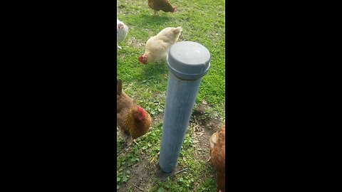 Chicks in queens look good enough to eat..