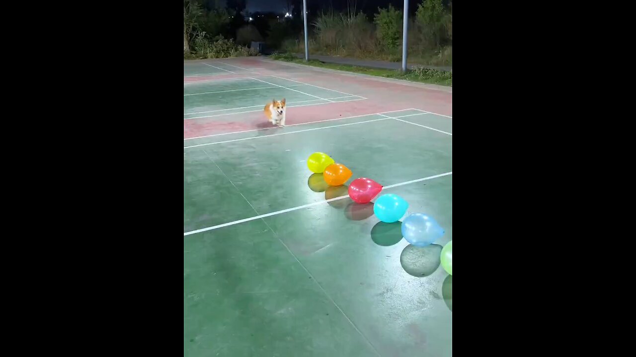 FUNNY PUP