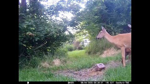 Deer Cam 08-04-2025 Does And Fawn. Fawn Close. Game Cam Trail Cam