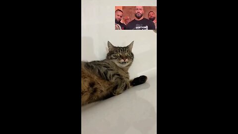 funny cat
