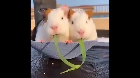 so cute